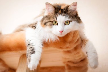 Parlak gün ışığı altında istirahat kabarık, kırmızı kedi