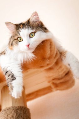 Parlak gün ışığı altında istirahat kabarık, kırmızı kedi