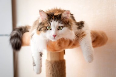 Parlak gün ışığı altında istirahat kabarık, kırmızı kedi