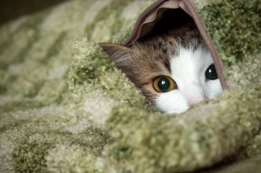 Küçük tüylü kedi oynarken gizlemek ve aramak