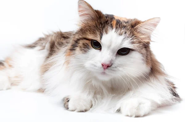 Turkish Angora Fluffy Hair — Stock Photo, Image