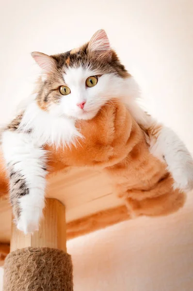 Fluffiga Röd Katt Som Vilar Starkt Solljus — Stockfoto