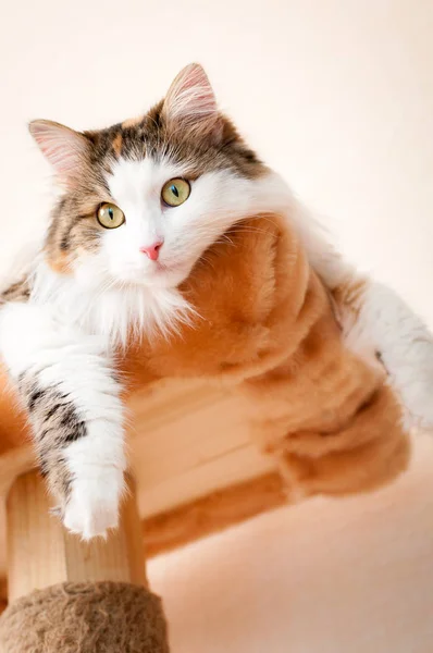 Fluffiga Röd Katt Som Vilar Starkt Solljus — Stockfoto