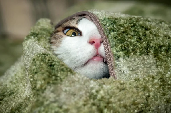 Little Furry Cat Playing Hide Seek — Stock Photo, Image