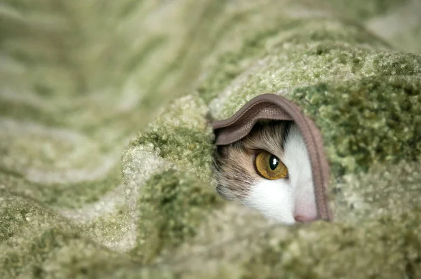 Little Furry Cat Playing Hide Seek — Stock Photo, Image