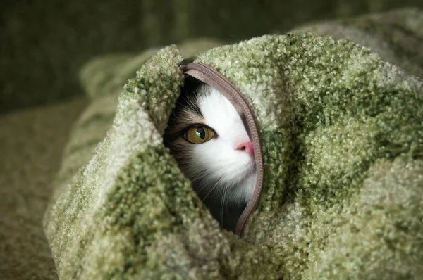 Pequeño Gato Peludo Jugando Escondite — Foto de Stock