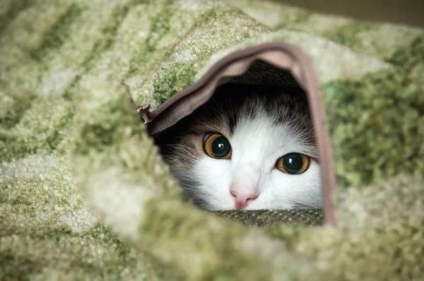 Pequeño Gato Peludo Jugando Escondite —  Fotos de Stock