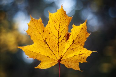 Bir backdro olarak parklarda sonbahar yaprakları