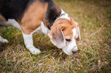 Tazı Beagle Par sonbaharda bir yolda