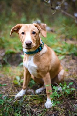 Jack Russell yürüyüşe Sonbahar Park