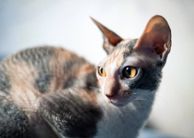 Sunligh güzel bir kedi portresi