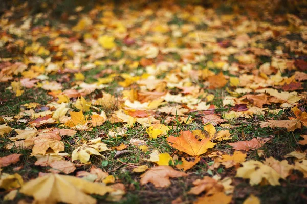 Autumn Leaves Parks Backdro — Stock Photo, Image