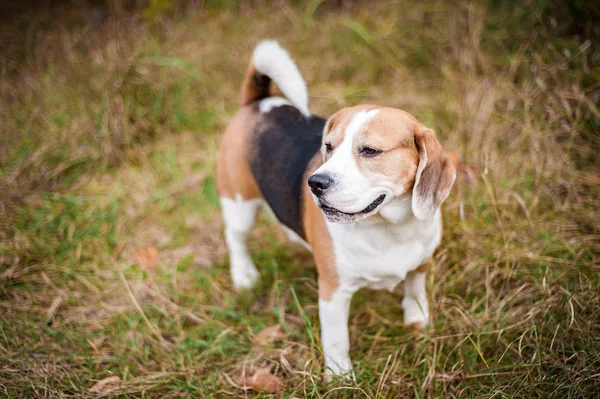 Hound Beagle Walk Autumn Par — Stock Photo, Image