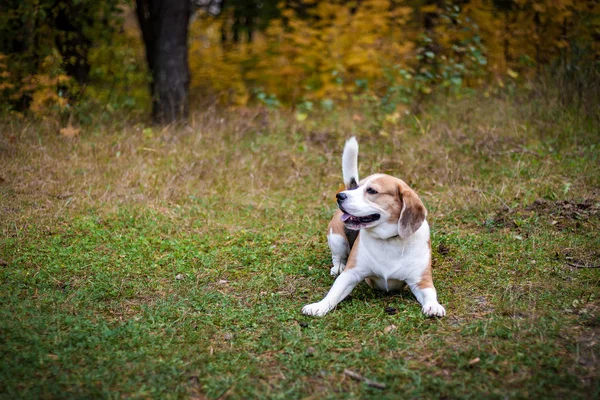 Hound Beagle Spacerze Jesieni Par — Zdjęcie stockowe