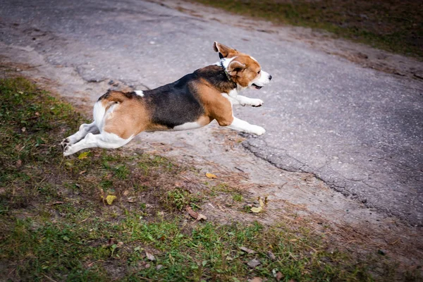 Hound Beagle Spacerze Jesieni Par — Zdjęcie stockowe