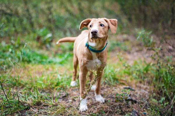 Jack Russell Spacerze Parku Jesień — Zdjęcie stockowe