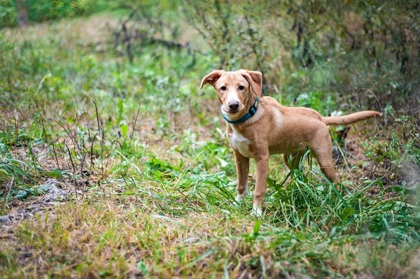 Jack Russell Spacerze Parku Jesień — Zdjęcie stockowe