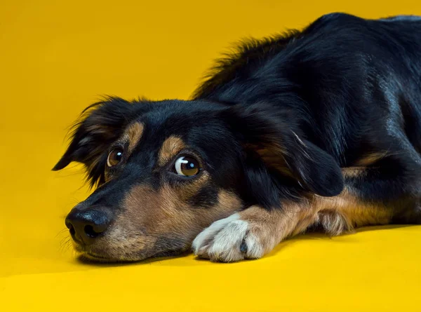 Retrato Collie Borda Isolado Backgroun Amarelo — Fotografia de Stock