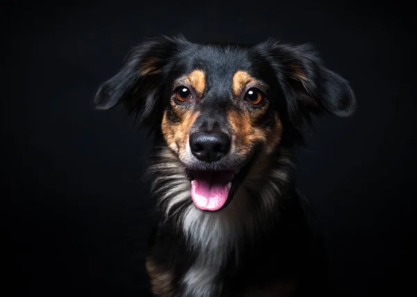 Border Collie Elszigetelt Fekete Háttér Mintázata Portréja — Stock Fotó