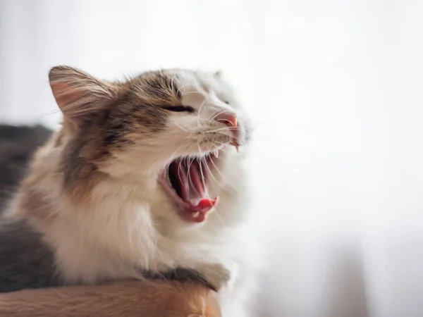 Kabarık kedi esniyor