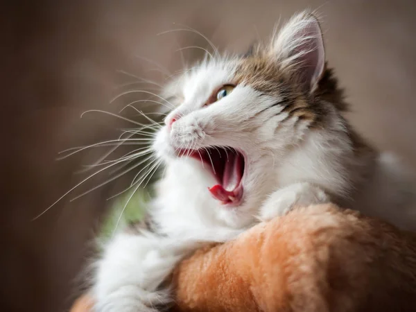 Fluffy Gato Está Bocejando — Fotografia de Stock