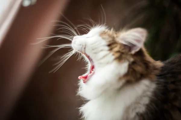 Пушистый Кот Зевает — стоковое фото