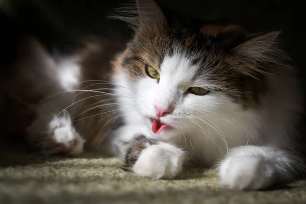 Gato Fofo Lambe Seu Cabelo Com Seu Tongu — Fotografia de Stock