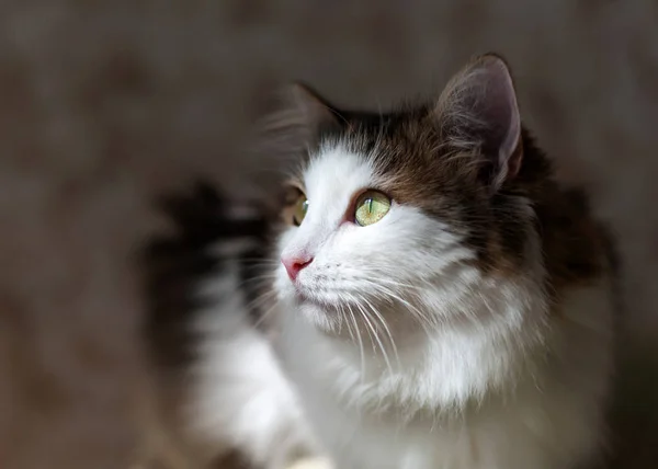 Porträtt Vacker Katt Sunligh — Stockfoto