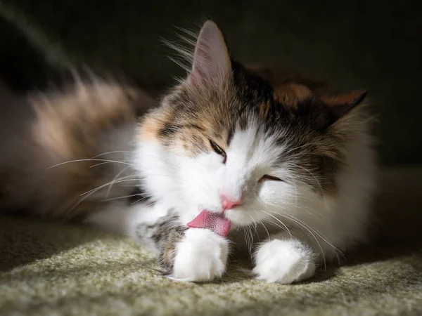 Gato Fofo Lambe Seu Cabelo Com Seu Tongu — Fotografia de Stock