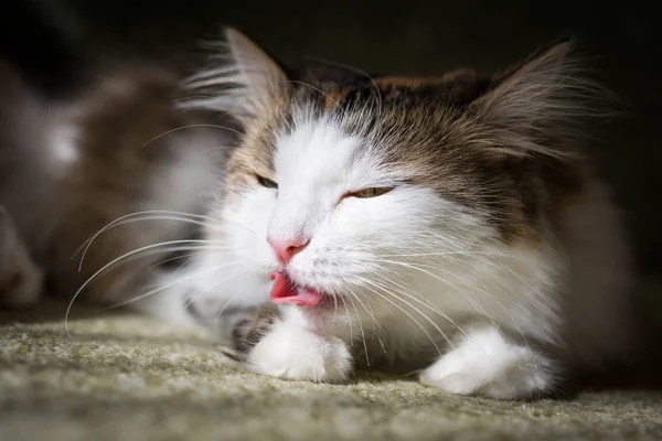 Puszysty Kot Liże Jego Włosy Jego Tongu — Zdjęcie stockowe