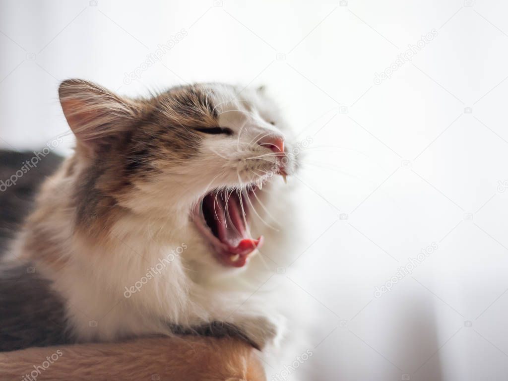 Fluffy the cat is yawning