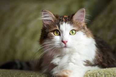 Parlak gün ışığı altında istirahat kabarık, kırmızı kedi