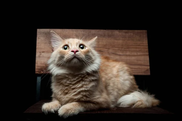 Portrait of a red cat on a black background — Stock Photo, Image