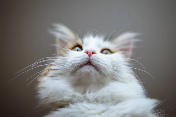 Retrato de um belo gato à luz do sol — Fotografia de Stock