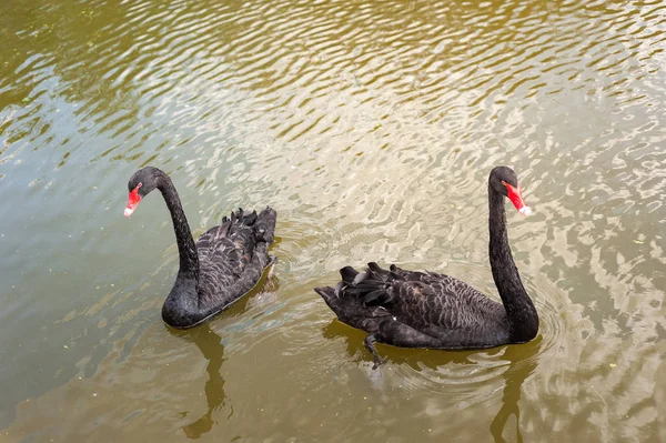 Twee zwarte zwanen drijvend op een vuil meer in vervuild water — Stockfoto