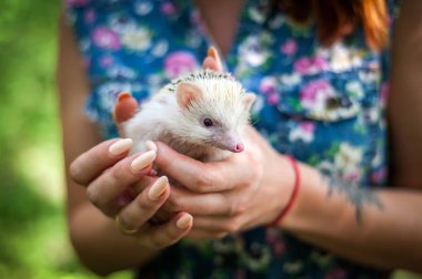 Kirpi el yakın çekim, açık havada