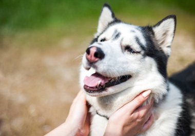 Siyah ve beyaz Sibirya husky, yaz alanında yürüyüş
