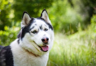Siyah ve beyaz Sibirya husky, yaz alanında yürüyüş