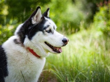 Siyah ve beyaz Sibirya husky, yaz alanında yürüyüş