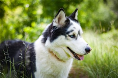 Siyah ve beyaz Sibirya husky, yaz alanında yürüyüş