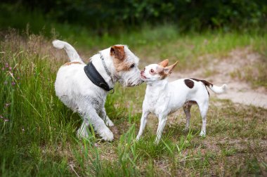Siyah ve beyaz Sibirya husky, yaz alanında yürüyüş
