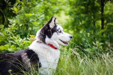 Siyah ve beyaz Sibirya husky, yaz alanında yürüyüş
