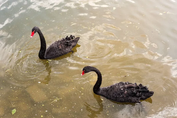Twee zwarte zwanen drijvend op een vuil meer in vervuild water — Stockfoto
