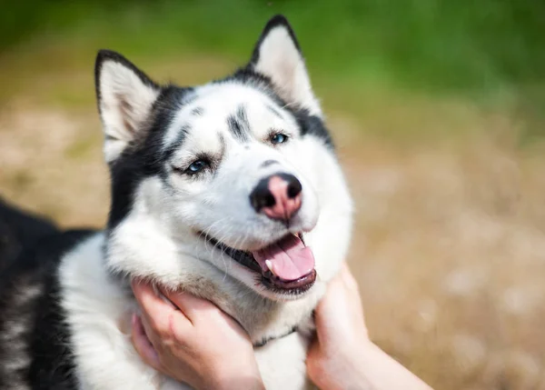 Blanco y negro husky siberiano, caminando en el campo de verano — Foto de Stock