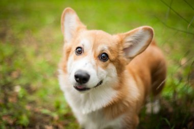 Corgi köpek gülüşü ve güneşli yaz gününde mutlu.
