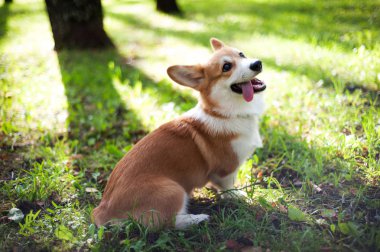 Corgi köpek gülüşü ve güneşli yaz gününde mutlu.