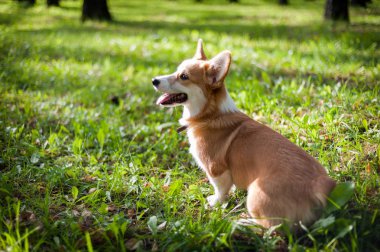Corgi köpek gülüşü ve güneşli yaz gününde mutlu.