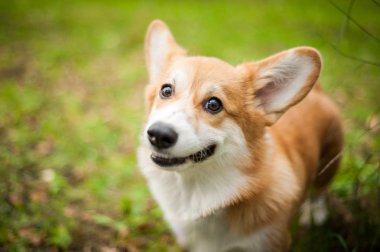 Corgi köpek gülüşü ve güneşli yaz gününde mutlu.