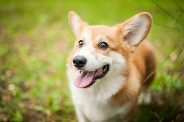 Corgi sonrisa de perro y feliz en verano día soleado — Foto de Stock
