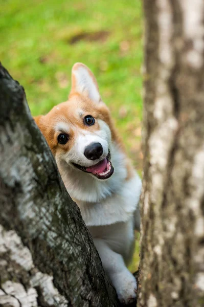 Corgi hond glimlach en gelukkig in de zomer zonnige dag — Stockfoto